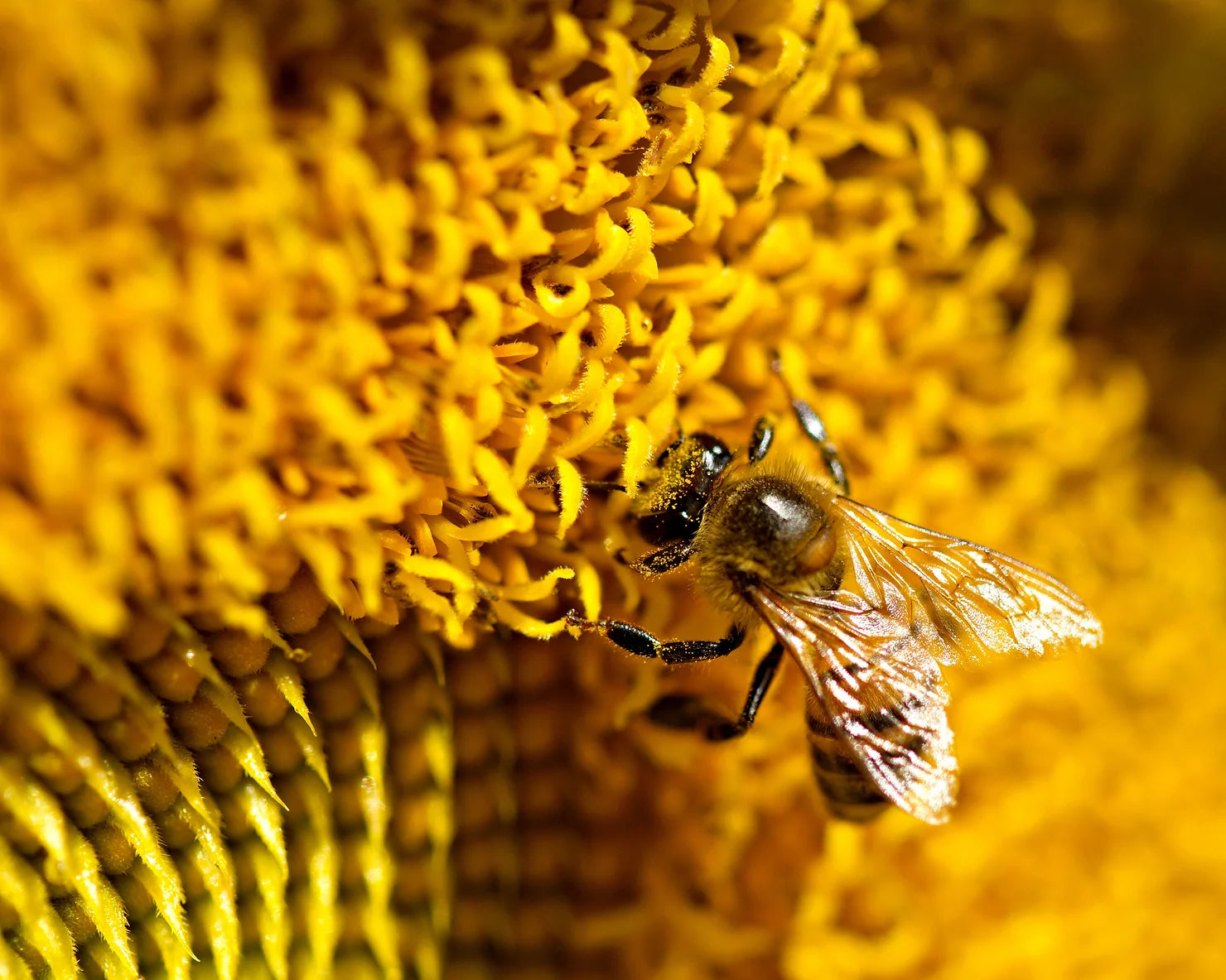 Pure Beeswax vs. Organic Beeswax